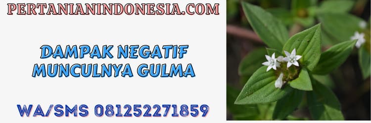 dampak,negatif,gulma,rumput liar,petani,budidaya tanaman